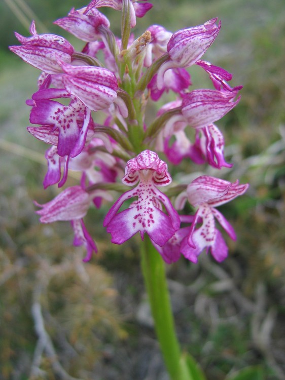 Orchis x hybrida